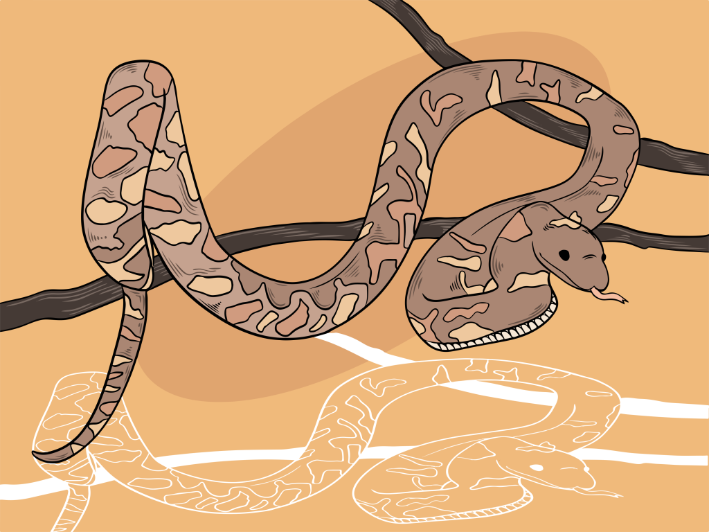 Darwin Snakes 1